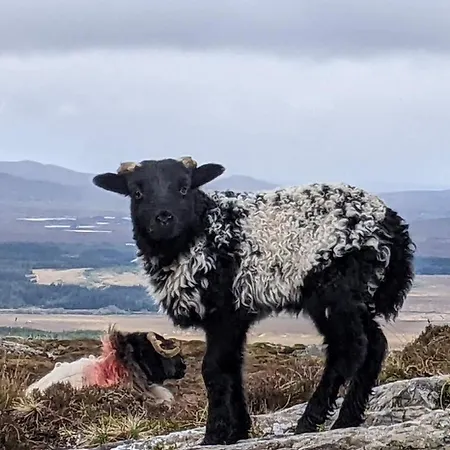Cuig - Wild Atlantic Way, Galway * Inverin
