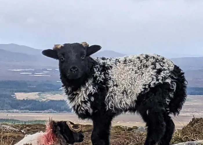 Cuig - Wild Atlantic Way, Galway * Inverin